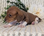 Small Photo #20 Dachshund Puppy For Sale in GOSHEN, IN, USA