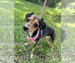 Chihuahua-Unknown Mix Dogs for adoption in Candler, NC, USA