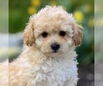 Small Photo #1 Bichpoo Puppy For Sale in GORDONVILLE, PA, USA