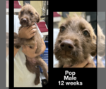 Small Wirehaired Pointing Poodle