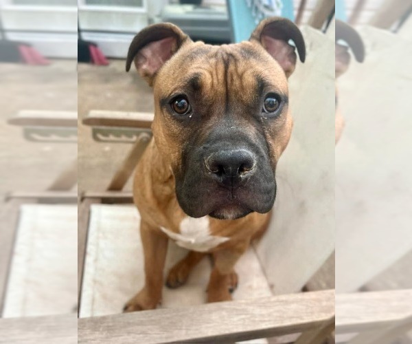 Medium Photo #28 Boxer-Unknown Mix Puppy For Sale in Holly Springs, NC, USA
