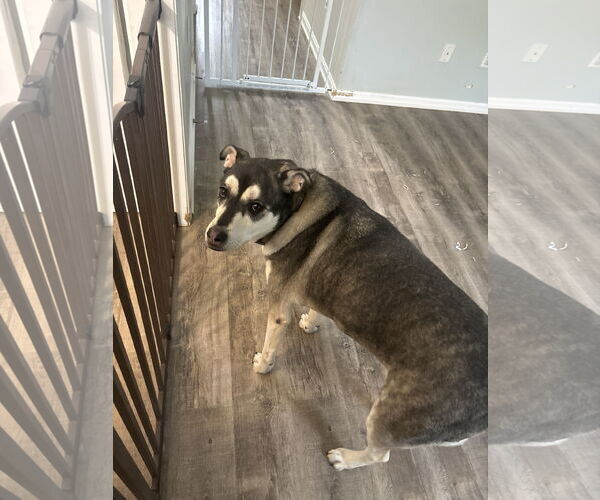 Medium Photo #2 Gerberian Shepsky Puppy For Sale in COLUMBIA, MD, USA