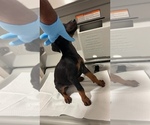 Small Photo #2 Doberman Pinscher Puppy For Sale in WESTPORT, MA, USA
