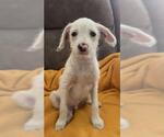Small #3 Malchi