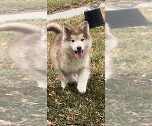 Medium Alaskan Malamute