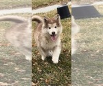 Small Alaskan Malamute