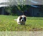 Small Photo #5 Newfoundland Puppy For Sale in CLINTON, AR, USA