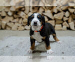 Puppy Dash Greater Swiss Mountain Dog