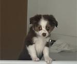 Small #4 Miniature Australian Shepherd