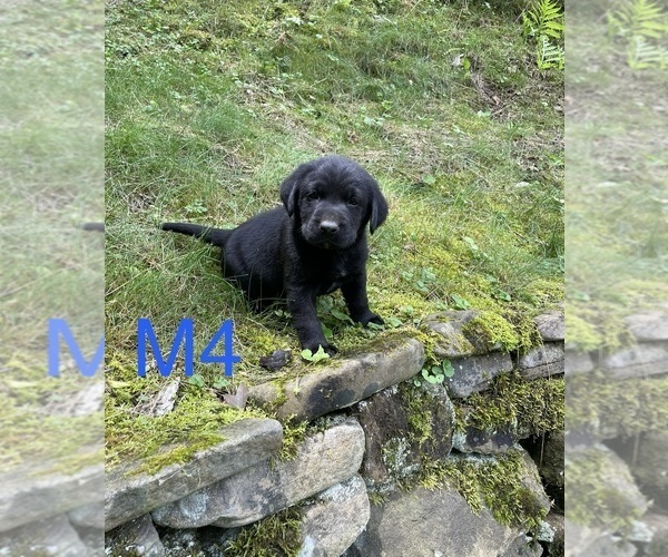 Medium Photo #8 Labrador Retriever Puppy For Sale in INEZ, KY, USA