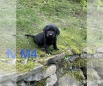 Small #7 Labrador Retriever