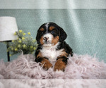 Small #2 Bernedoodle (Miniature)