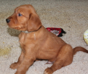 Golden Retriever Puppy for sale in MORROW, OH, USA