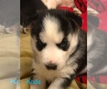 Small Photo #7 Siberian Husky Puppy For Sale in WAVERLY, OH, USA