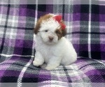 Small #1 ShihPoo