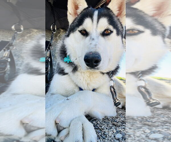 Medium Photo #1 Siberian Husky Puppy For Sale in Van Nuys, CA, USA