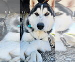 Small Siberian Husky