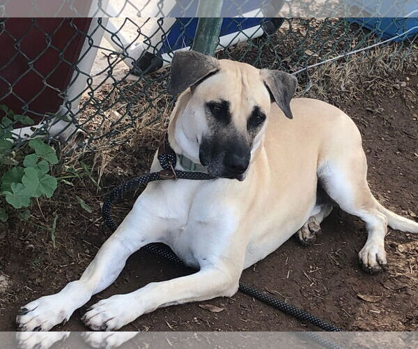 Medium Photo #6 Black Mouth Cur-Unknown Mix Puppy For Sale in phoenix, AZ, USA