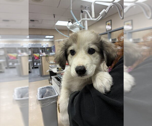 Medium Photo #1 Pyrenees Border Collie Puppy For Sale in Pacifica, CA, USA