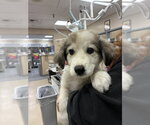 Sir Kettle Corn Crunchington - Male Pyrenees Border Collie Dog for Adoption - Small photo