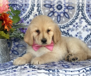 Golden Retriever Puppy for sale in LANCASTER, PA, USA