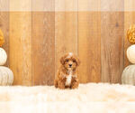 Small Photo #7 Maltipoo Puppy For Sale in WARSAW, IN, USA