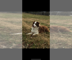 Father of the Australian Shepherd puppies born on 05/05/2025