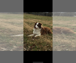 Small Photo #1 Australian Shepherd Puppy For Sale in SPRINGFIELD, TN, USA