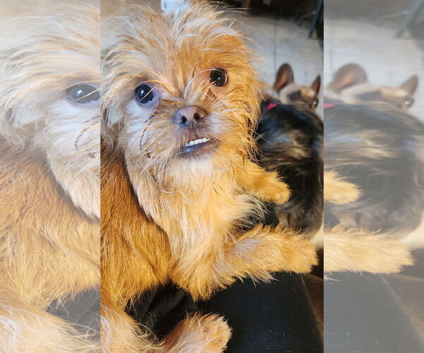 Medium Photo #2 Japanese Chin-Unknown Mix Puppy For Sale in Bon Carbo, CO, USA