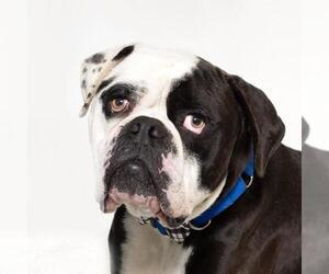 American Bulldog Dogs for adoption in Santa Maria, CA, USA