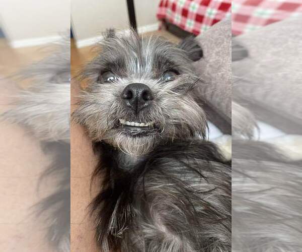 Medium Photo #3 Mutt Puppy For Sale in Mundelein, IL, USA