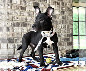 Nibs - Male Bulldog-Catahoula Leopard Dog Mix Dog for Adoption - Photo #6