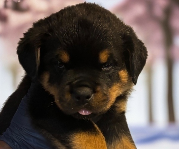Medium Photo #8 Rottweiler Puppy For Sale in WORTH, IL, USA