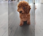 Small Photo #4 Poodle (Toy) Puppy For Sale in CHANTILLY, VA, USA