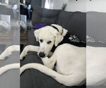 Small #2 Great Pyrenees