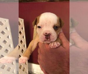 American Bulldog Puppy for sale in NEW DURHAM, NH, USA