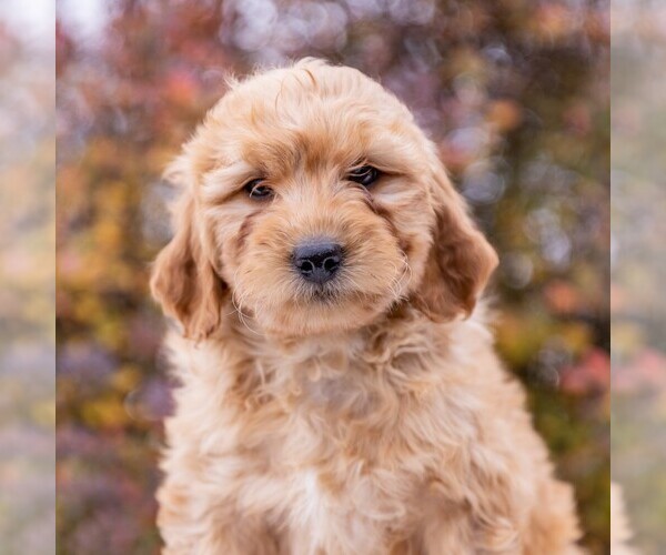 Medium Photo #1 Goldendoodle-Poodle (Miniature) Mix Puppy For Sale in MYERSTOWN, PA, USA