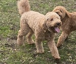 Small Photo #1 Goldendoodle Puppy For Sale in SACRAMENTO, CA, USA
