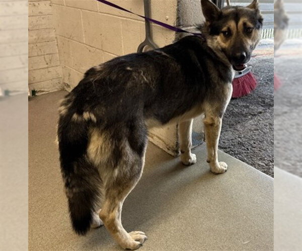 Medium Photo #1 German Shepherd Dog Puppy For Sale in San Bernardino, CA, USA