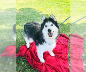 Alaskan Malamute Dogs for adoption in Rancho Cucamonga, CA, USA