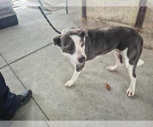 Border Collie-Unknown Mix Dogs for adoption in Texas City, TX, USA