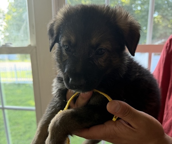 Medium Photo #1 German Shepherd Dog Puppy For Sale in AGAWAM, MA, USA