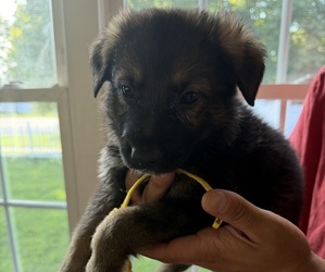 Medium German Shepherd Dog
