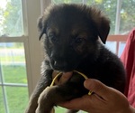 Puppy Yellow German Shepherd Dog
