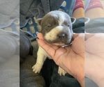 Small #11 Chinese Shar-Pei