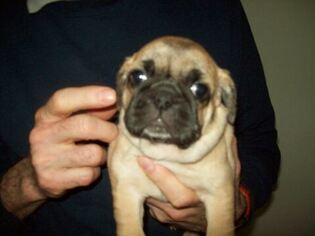 Puggle Puppy for sale in WORCESTER, MA, USA