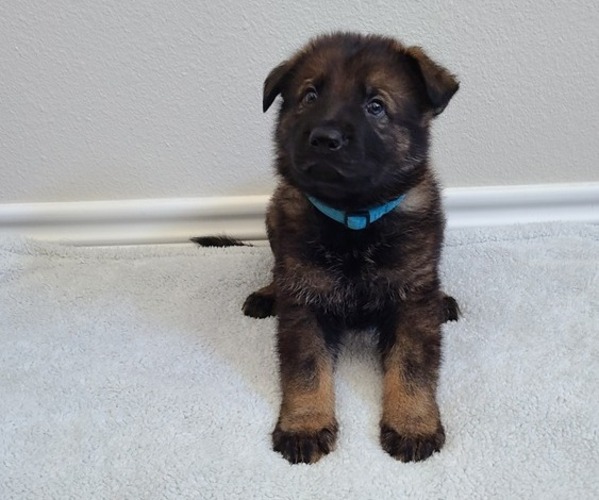 Medium Photo #3 German Shepherd Dog Puppy For Sale in KERENS, TX, USA