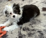 Small Photo #4 Aussie-Poo-Aussiedoodle Miniature  Mix Puppy For Sale in MILTON, WA, USA