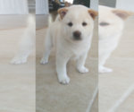 Small Photo #1 Shiba Inu Puppy For Sale in RIVERSIDE, CA, USA