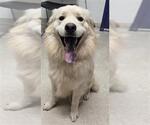 Small Labrador Retriever